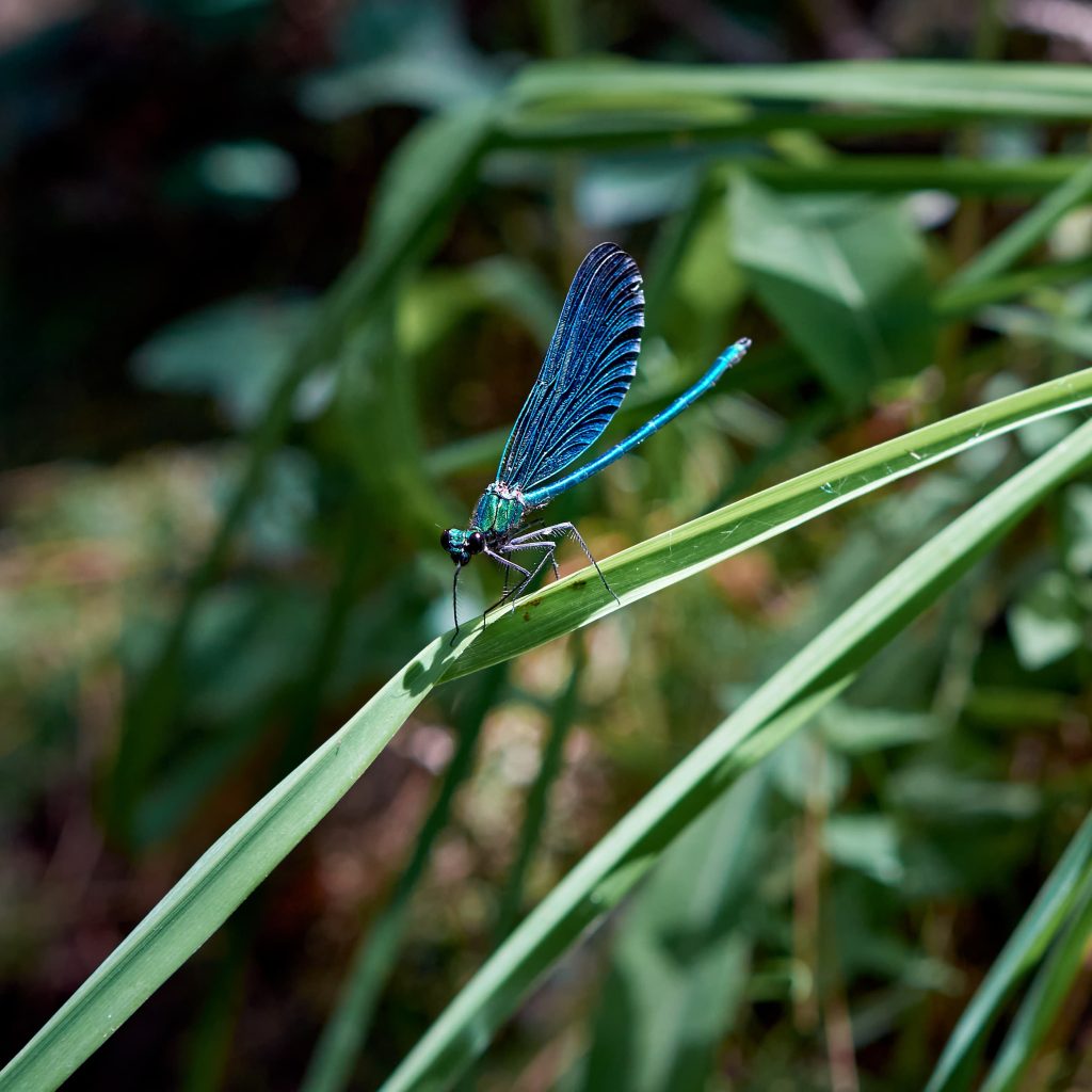 Calopteryx vierge