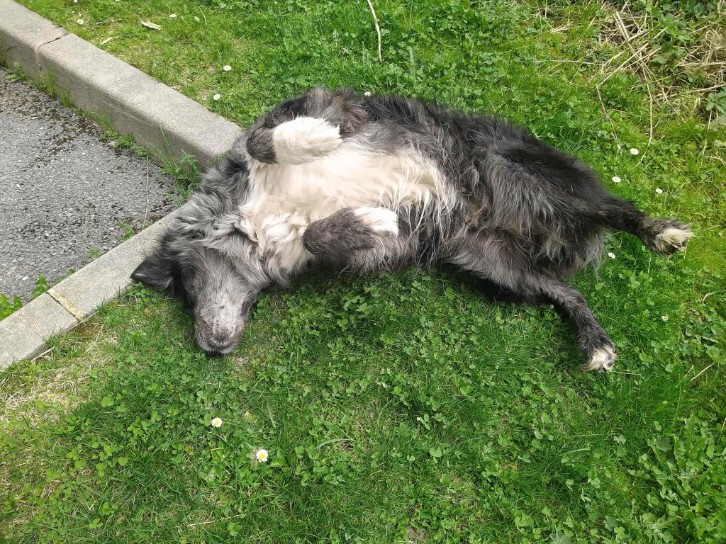 Sherkan dans l'herbe devant Cybergraph